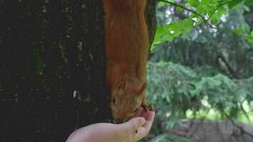 Close-up of a red squirrel clinging to a tree trunk eats nuts from the palm of a girl in the park video