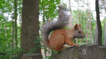 un rojo ardilla en el parque de Kislovodsk mordiscos semillas y nueces en sus natural ambiente. video