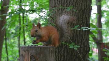 een rood eekhoorn in de park van kislovodsk hapjes zaden en noten in haar natuurlijk omgeving. video