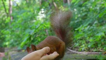 rouge écureuil dans le forêt dans ses Naturel environnement ronge des graines et des noisettes. faune, fermer video