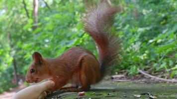 rojo ardilla en el bosque en sus natural ambiente roe semillas y nueces. fauna silvestre, de cerca video