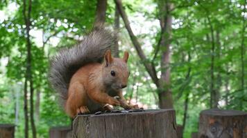 rosso scoiattolo nel il foresta nel suo naturale ambiente rosicchia semi e noccioline. animali selvatici, avvicinamento video