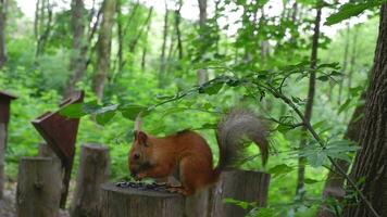 rojo ardilla en el bosque en sus natural ambiente roe semillas y nueces. fauna silvestre, de cerca video