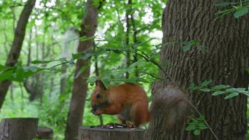 rosso scoiattolo nel il foresta nel suo naturale ambiente rosicchia semi e noccioline. animali selvatici, avvicinamento video