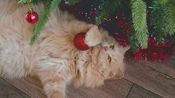 Fluffy lazy ginger cat plays with a Christmas red ball. The cat is gnawing on a Christmas tree branch. Funny situation video