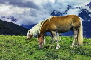 pasto caballos en alpino paisaje foto