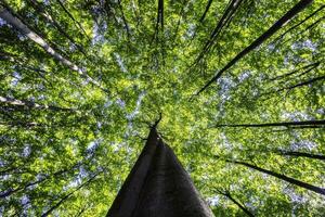 Crowns of beech trees with leaves photo