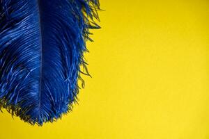 un azul pluma en un amarillo antecedentes. foto