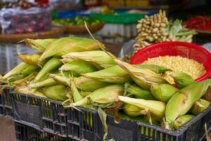 Corn cobs on the market in Vietnam. photo