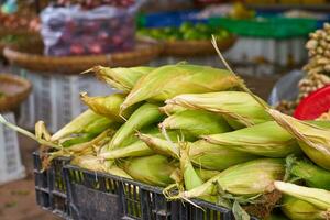 Corn cobs on the market in Vietnam. photo