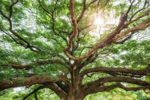 Big rain tree shady with sunlight photo