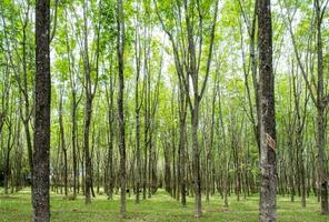 Rubber tree, hevea brasiliensis in shady plantation photo