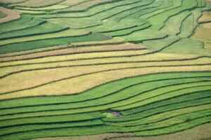 Rice fields furrow colorful pattern background photo