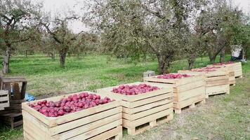 Ernte von frisch Äpfel auf das Bauernhof. hölzern Kisten, Körbe voll von reif rot Äpfel. Herbst Ernte video