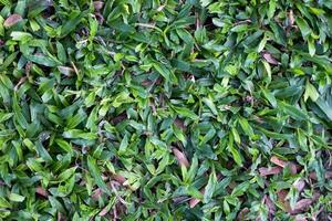 Green grass glossy on lawn backyard photo