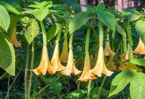 brugmansia, datura amarillo flor colgar en árbol foto