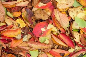 Colorful leaves fresh and dry on earth in autumn garden photo