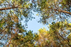 Mira arriba pino bosque alto foto