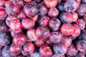 Pranus or Plum fruit ripe pile up photo