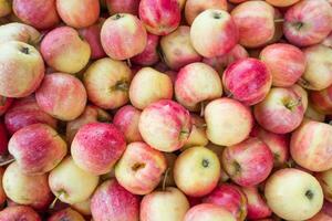 Red and yellow apples pile photo