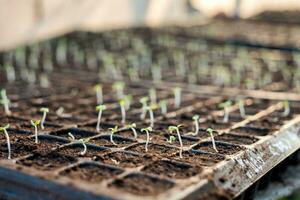 Cultivated sprout little green oak in tray photo