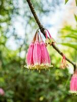 agapetes megacarpa ww sm.,ericáceas, flor silvestre manojo rosado foto