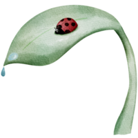 Ladybug on Green Leaf Watercolor Illustration png