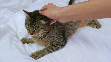 ein Mensch Hand Schlaganfälle ein grau Katze Nahansicht. ein glatt grau Katze Lügen auf ein Weiß Bett. das flauschige Haustier entspannt sich und schnurrt. video