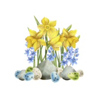 Watercolor spring floral Easter composition with yellow daffodils ,blue lilac flowers , stones and colorful Easter eggs. Hand drawn spring flower arrangement for greeting card, label, logo design png