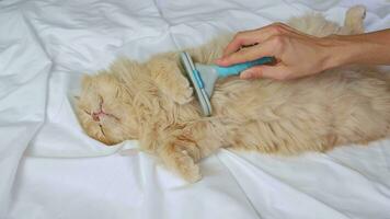 Grooming a fluffy ginger cat with a comb on a white bed video