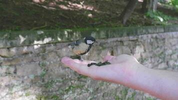 Close-up view of how a titmouse pecks seeds from the hands of a girl in a green forest video