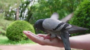 Close-up of hand feeding wild pigeons in the park. video