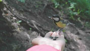 Close-up view of how a titmouse pecks seeds from the hands of a girl in a green forest video