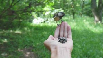 Close-up view of how a titmouse pecks seeds from the hands of a girl in a green forest video