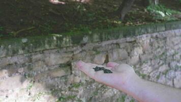 fermer vue de Comment une mésange picore des graines de le mains de une fille dans une vert forêt video