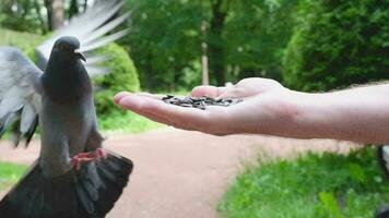 Close-up of hand feeding wild pigeons in the park. video