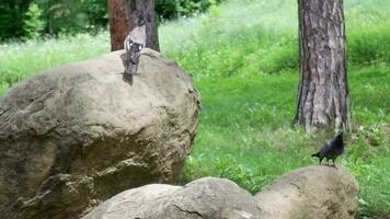 Eurasian jay Garrulus glandarius video