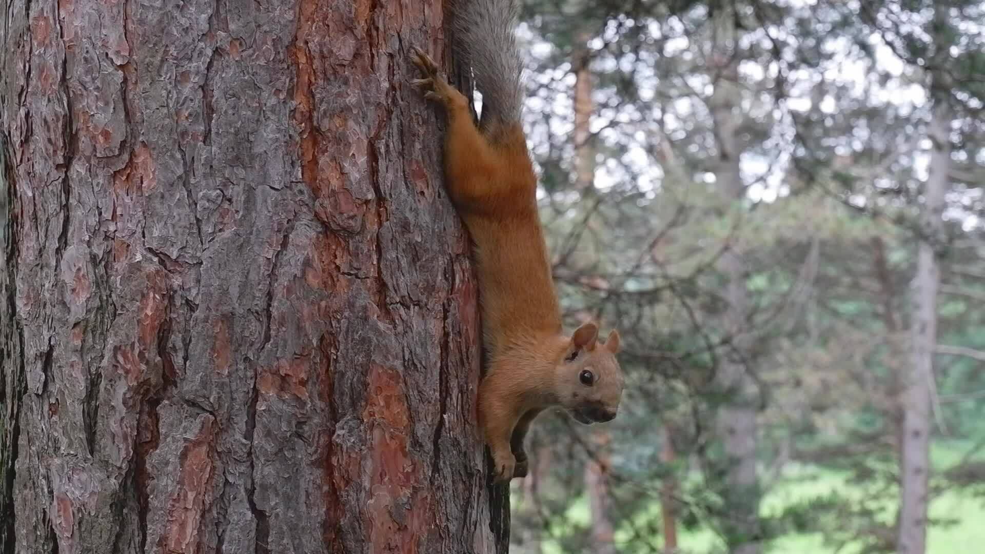 A red squirrel in the park of Kislovodsk nibbles seeds and nuts in its