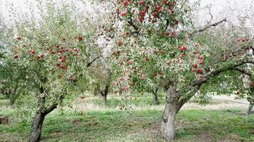 ferme Pomme verger avec mûr délicieux rouge pommes sur le branches, dans ensoleillé temps dans le campagne, lorsque gens sont récolte. video