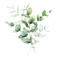 eukalyptus vattenfärg illustration. eukalyptus grönska hand målad isolerat på transparent bakgrund. perfekt för bröllop inbjudningar, blommig etiketter, brud- dusch och blommig hälsning kort png