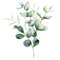 eucalyptus waterverf illustratie. eucalyptus groen hand- geschilderd geïsoleerd Aan transparant achtergrond. perfect voor bruiloft uitnodigingen, bloemen etiketten, bruids douche en bloemen groet kaarten png