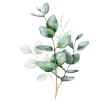 eukalyptus vattenfärg illustration. eukalyptus grönska hand målad isolerat på transparent bakgrund. perfekt för bröllop inbjudningar, blommig etiketter, brud- dusch och blommig hälsning kort png