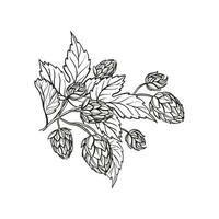 Hand drawn vector sketch of hop plant with leaves and buds, craft beer ingredients, black and white illustration of branch humulus lupulus, inked illustration isolated on white background