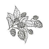 Hand drawn vector sketch of hop plant with leaves and buds, craft beer ingredients, black and white illustration of branch humulus lupulus, inked illustration isolated on white background