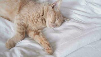 Red cat cat lies on a white bed and enjoys video