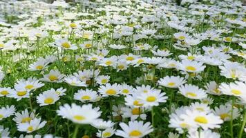 White chamomile flower on a blurred background of greenery, a chamomile flower on a green natural background sways in the wind. High quality FullHD footage video