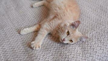 ginger cat lies on its back and looks at the camera video