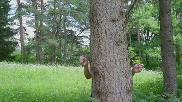 The hands of a woman hug a tree in the forest, demonstrating love and care for nature and the environment of the Earth video