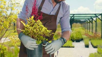 il giardiniere prende cura di il impianti e tagli il erbacce con forbici. cura e trattamento di il pianta di il giardiniere. video