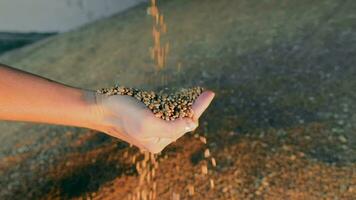 Hände Gießen Weizen Körner im golden Stunde Licht. verlieren von Weizen Körner fließend durch Hände video